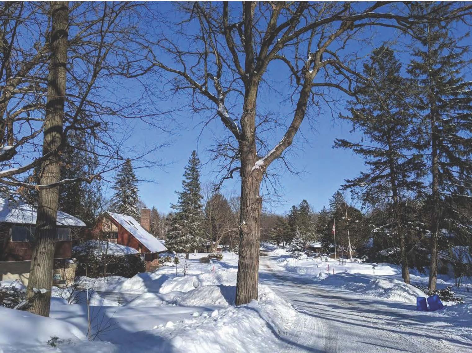 Large tree beside plowed snow covered road, snow covered houses to the left